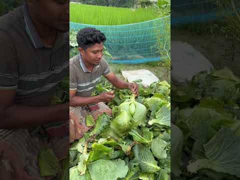 অসময়ে পাতাকপি চাষ করে বাজিমাত করলেন কৃষক#reels #viralvideo #shorts