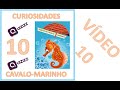 Características e Comportamento do Cavalo Marinho