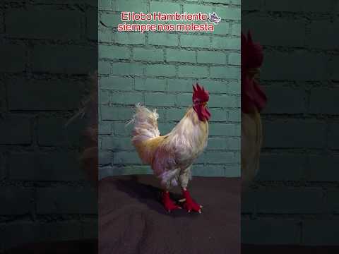 El lobo nos quiere comer #gallos #gallinas #funnyanimals