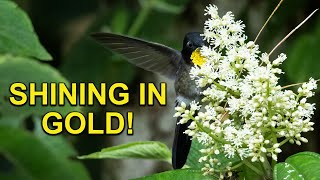 Unbelievable Hummingbird with GOLD Throat!