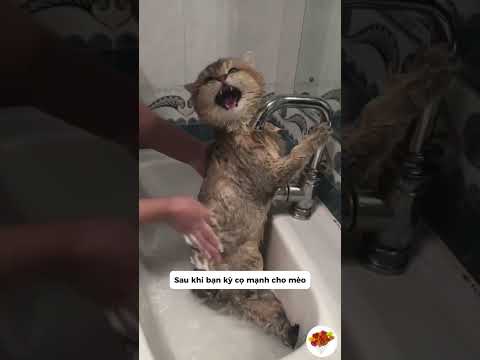mèo nghỉ gì khi bạn tắm cho nó#vuive #giaitri