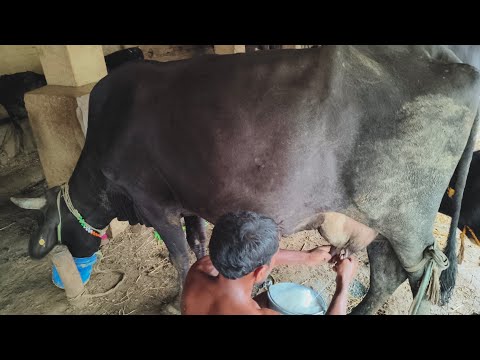 cow Milking by hand#manual cow milking