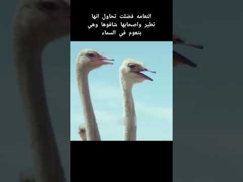 النعامه شافت السماء الجميله