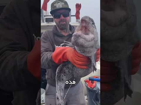 سمكة يرميها الصيادون فورًا!