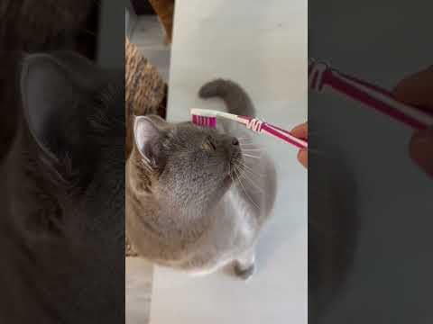 So kommst du deiner Katze näher, auch wenn sie dich nicht mag! CatInfo #catsofyoutube #katze #cat