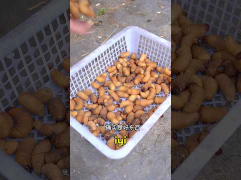 Bu böceğin tadı gerçekten çok lezzetliymiş!