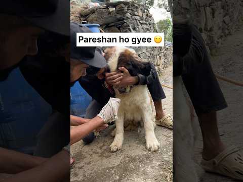 Nikalne hi nhii deri 😶🥹#saintbernard #saintbernarddog #saintbernardpuppies #cutedog #cutedogsdaily