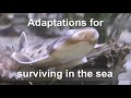 Adaptations and Habitats of Marine Life