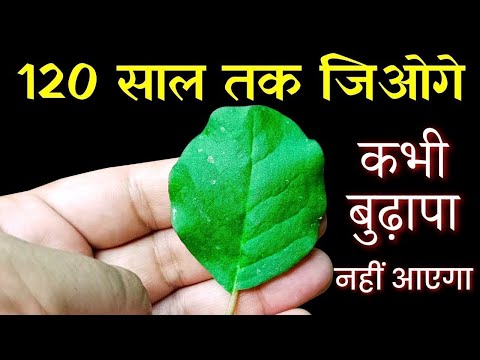 1 पत्ता चबाकर खा लो, वात पित्त कफ दोष दूर 120 साल तक शुगर कोलेस्ट्रॉल मोटापा और दिल के रोग नही आएँगे