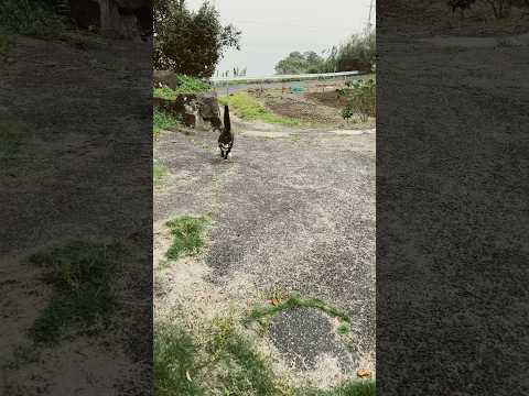 鳩もびっくりせんちゃんのスーパーダッシュ💨#全速力の猫