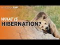 Bear Hibernation and Behavior