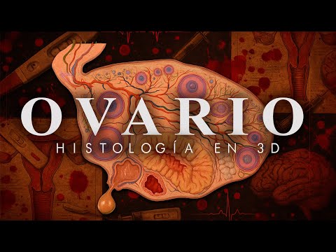 Del FOLÍCULO al CUERPO LÚTEO: ¿Qué sucede dentro del OVARIO? La ciencia detrás del ciclo menstrual