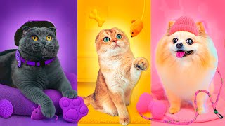 Живем ОДИН ДЕНЬ по ЦВЕТАМ с ПИТОМЦАМИ | Розовый 💖 Фиолетовый 💜 Желтый 💛 | 24 ЧАСА по ЦВЕТАМ с КОШКОЙ