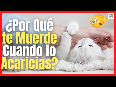 🔴 ¿PORQUÉ MI GATO ME MUERDE CUANDO LO ACARICIO? 🔴