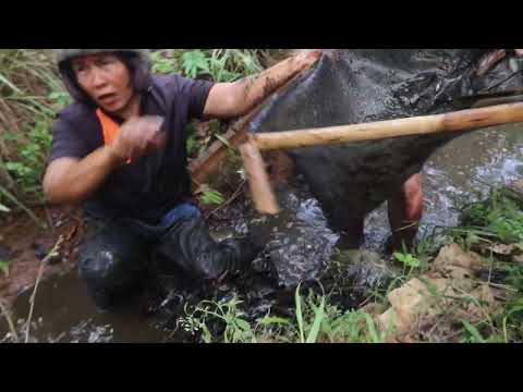 BENERAN NEKAD!!!ngogrok gorong"yg bersarang tawon demi medapakan ikan sebanyak ini