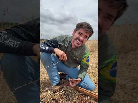 Fiz agronomia pra que? 🤣🤣🤣#primosagro #soja #agro #agronomo #produtorrural #jaoeseuduardo