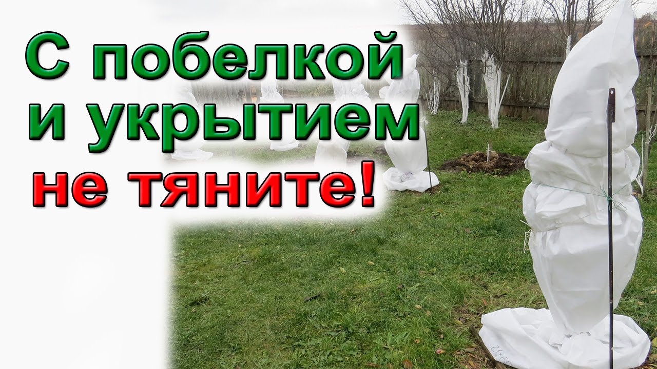Побелка и укрытие сада. Готовимся к зиме
