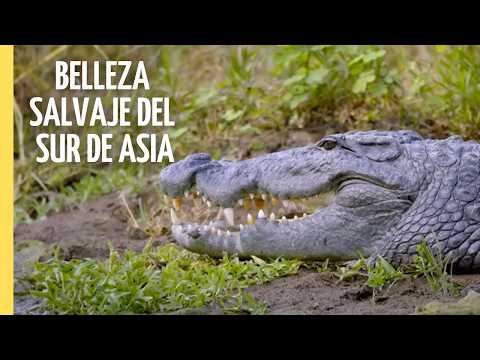 Un viaje por las maravillas naturales del sur de Asia | EPISODIO COMPLETO