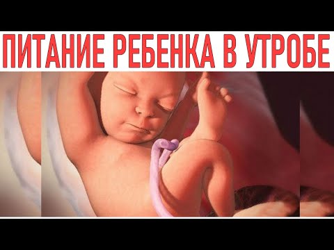 Питание плода во время беременности: Как питается ребенок в утробе
