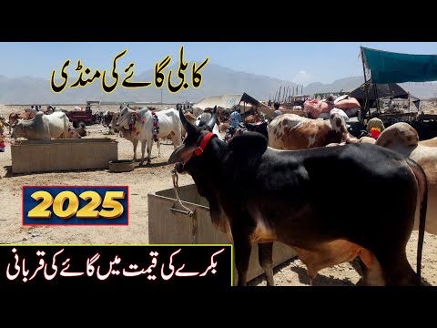 Eid ul Udha 2025 | sasti gaye ki mandi lag gai