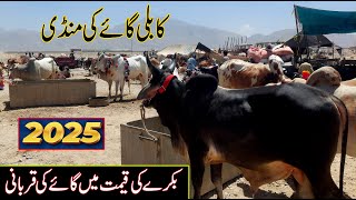 Eid ul Udha 2025 | sasti gaye ki mandi lag gai