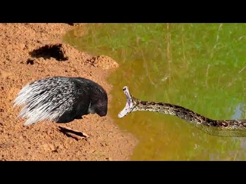 Cobra gigante ataca porco espinho e veja no que deu!