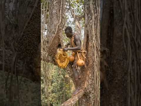 Kebiasaan Suku Adivasi Saat Mengambil Madu di Hutan #shorts