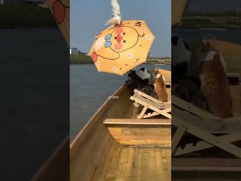 Gato na água da certo? #shorts