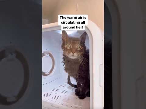 Windy Kitty!
