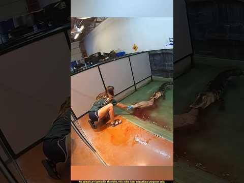 This girl made a serious mistake while feeding the crocodile.