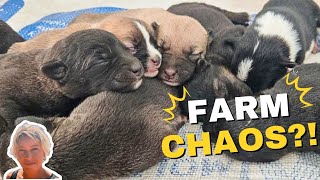 We Started a FARM in El Salvador..... Then 2 Calves and 8 Puppies Arrived! 