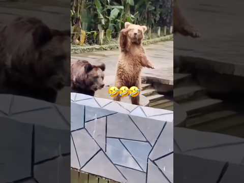 Gotta love animals 😂😂 #funny #animals #canada #wildlife #usa