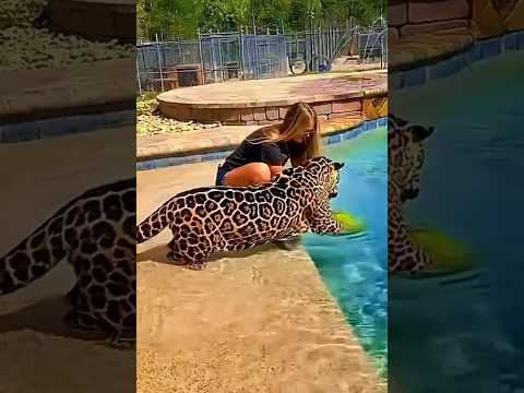 ELA teve um GRANDE privilégio! 🐯#animais #animals #fyp #cute #onçapintada #wildlife