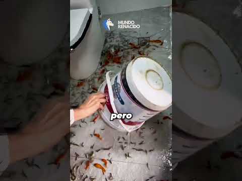 ¿A dónde van estos peces?🐠🐟