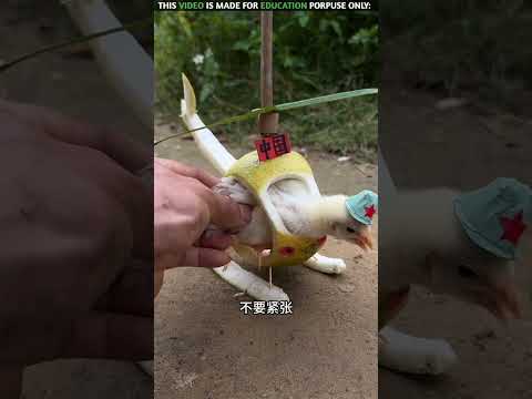 The molu helicopter😨l New viral Gadgets ,smart Appliances, kichan Utensils /Homa lnventions