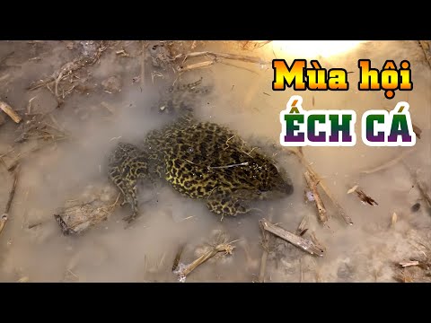 Cơn mưa đầu mùa cá ếch tràn lên đồng thấy mê | THÚ VUI MIỀN TÂY 47