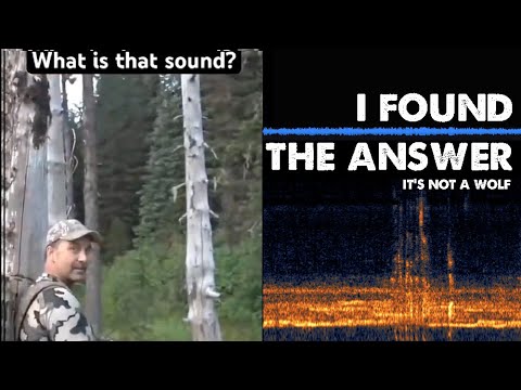 [9M View Video!] What Did These Hunters Record - Wolves or Bigfoot?