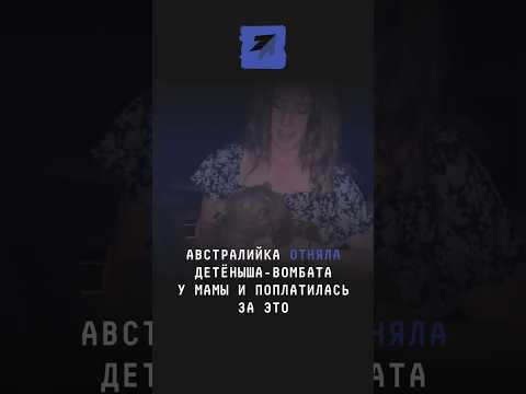 Австралийка отняла детёныша-вомбата у мамы и поплатилась за это #вомбат #животные #Австралия #мама