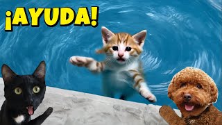 ¿SE CAE ESTE GATITO BEBÉ A LA PISCINA? 🐱💦😨