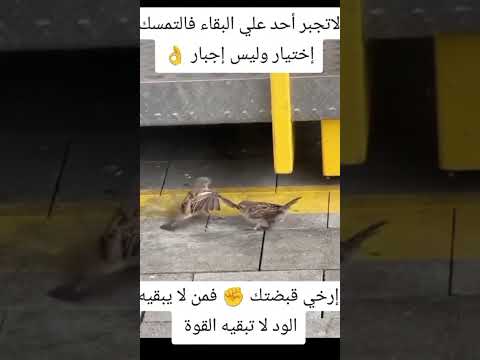 لا حول ولا قوة الا بالله العلي العظيم 😢