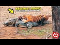 Animal Behavior and Ecosystem Dynamics