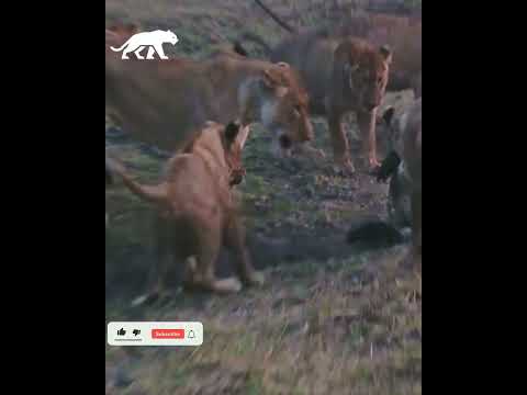 Leones atrapan a un cocodrilo y no le dejan escapar