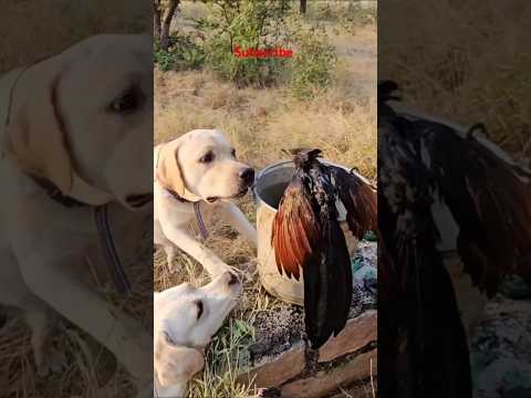 Kaalu Or Roxi || Akele Kaise Bachau ? #birds #bird #animalsneedpeople #labrador #streetdog #shorts