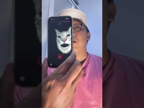 CAT MEME EFFECT #tricks #effect #shortvideo