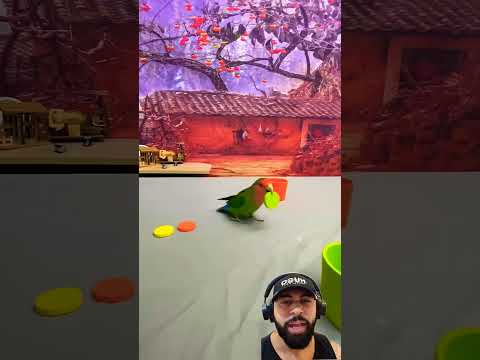 O papagaio verde colocou todos os botões coloridos #shorts #birds #parrot #lovebirds #cute