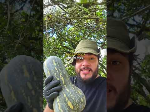 CALABAZA CALABAZA y tu like? : #shorts #short #animalfun