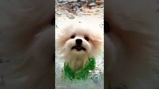Ganteng atau cantik nih aku #maltesedogs #pets #cute #dogs #mermaid