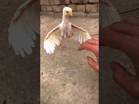 Small cute chick is angry 😅.