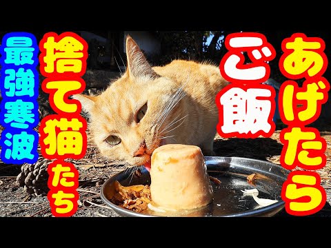 【最強寒波】捨て猫たちにご飯をあげたら・・・ さくらねこと野良猫への給餌