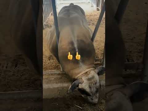 Мана Бука зури хамага насп килсин